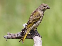 kaapse kanarie  Cape Canary - Frieda prinsloo 2014 : frieda